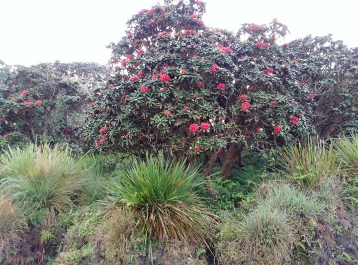 Forest Cyniciam Homestay Ohiya Luaran gambar